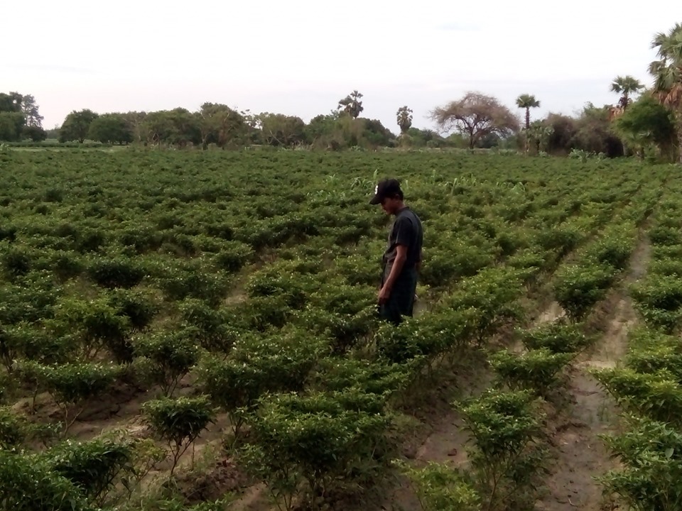 ၀မ္းတြင္းတြင္ င႐ုတ္သီးစုိက္ ေတာင္သူမ်ား ေစ်းေကာင္းရ၍ အဆင္ေျပ