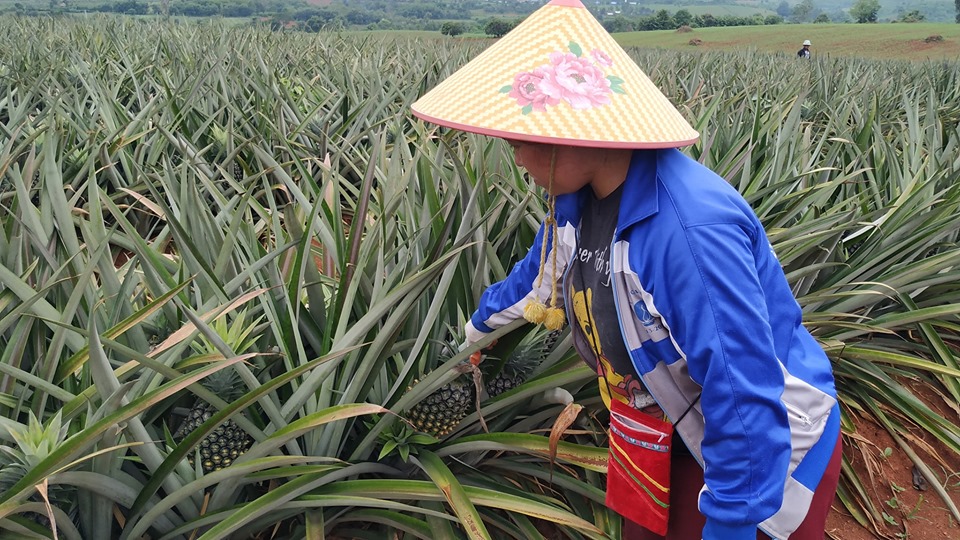 တ႐ုတ္ႏိုင္ငံဘက္ နာနတ္သီးတင္ပို႔ ေရာင္းခ်ခြင့္ရရိွရန္ ႐ွမ္းေတာင္သူမ်ား ေတာင္းဆို