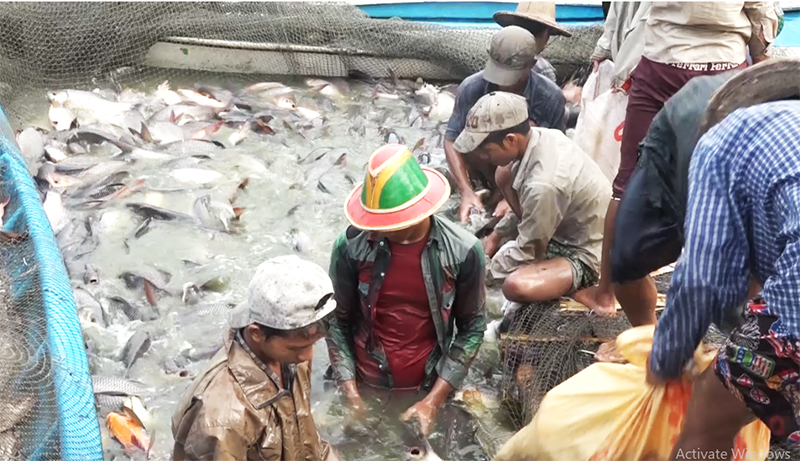 ရန္ကုန္တိုင္းတြင္ တရားမဝင္ငါးေမြးကန္ ဧက ၅၀၀၀၀ ခန္႔ရွိ၊ မွတ္ပံုမတင္ပါက အေရးယူမည္ 