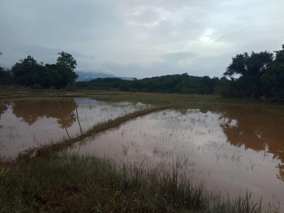 ရေးမြို့ မြစ်ရေကြီးမှုကြောင့် လယ်ယာမြေဥယျာဉ်ခြံများ ပျက်စီး