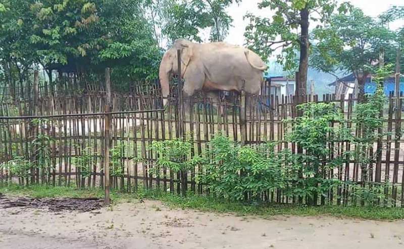 တိုက်ကြီးတွင် တောဆင်ရိုင်းတကောင် ဝင်ရောက်
