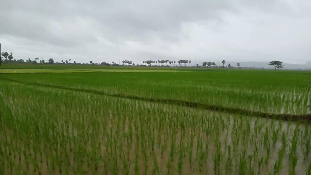 ကရင်ပြည်နယ်အတွင်း ရေကြီးနစ်မြုပ်မှုကြောင့် မိုးစပါးဧက ၇၀၀၀ ကျော် ပျက်စီး