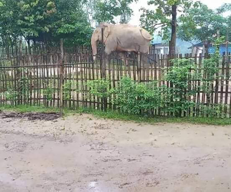 တိုက်ကြီးတွင် တောဆင်ရိုင်းများ ဝင်ရောက်၍ စပါးနှင့် ကြံစိုက်ခင်းများ ပျက်စီး