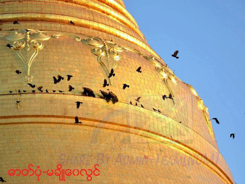 ေ႐ြွႊတိဂံုဘုရားမွာ ဠင္းတ ၆ ေကာင္ တညတာ လာေရာက္နားခို