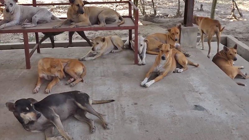 ခွေးရူးရောဂါကြောင့် ၂ ရက်တွင် လူ ၁ ယောက် သေဆုံးနေ