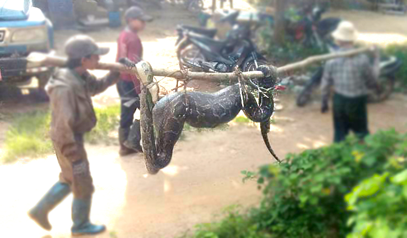 စပါးကြီးမြွေ ဖမ်းလာသူများကို အမှုဖွင့်ရန် သစ်တောဌာနက စုံစမ်းနေ