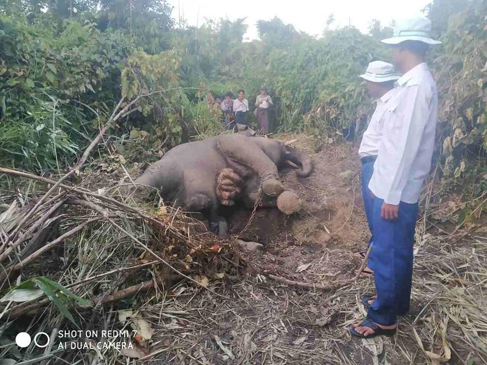 မြိုင်ဟေဝန်ဆင်စခန်းက ဆင်တကောင် တောဆင်ရိုင်းတိုက်ခိုက်ခံရပြီး သေဆုံး