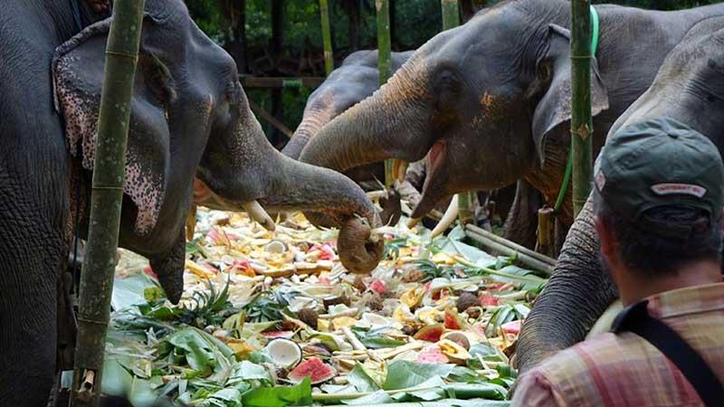 ဧရာဝတီတိုင်းအတွင်း စွယ်စုံဆင် ၁၀ ကောင်ခန့်သာကျန်ရှိ