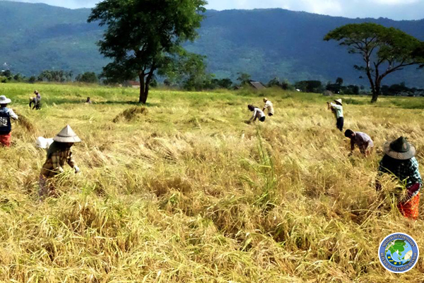 အခြေခံရည်ညွှန်းစပါးစျေး တင်း ၁၀၀ ကို ကျပ် ၅ သိန်းနှုန်းသတ်မှတ်