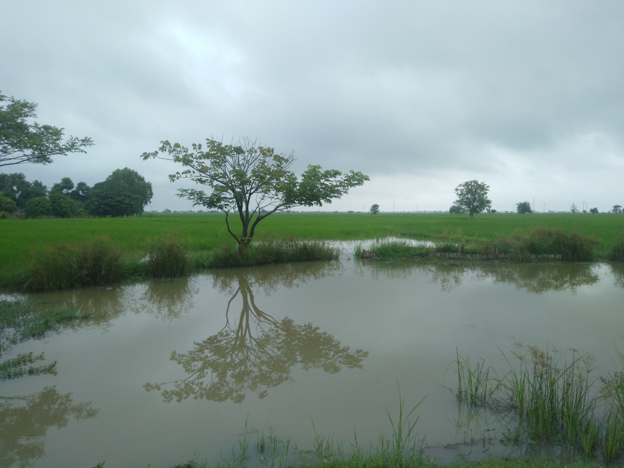 ဝက်လက်မြို့နယ်က တောင်သူ ၁၈၀ ကျော် ပျက်စီး‌နွေနှမ်းသီးနှံအတွက် ထောက်ပံ့ကြေးမရ