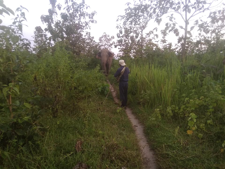 တိုက်ကြီးတွင် တောဆင်ရိုင်းကြောင့် အိမ် ၇ လုံးနှင့်စိုက်ခင်းများပျက်စီး၊ ကွန်ဂျီဆင်များဖြင့် မောင်းထုတ်