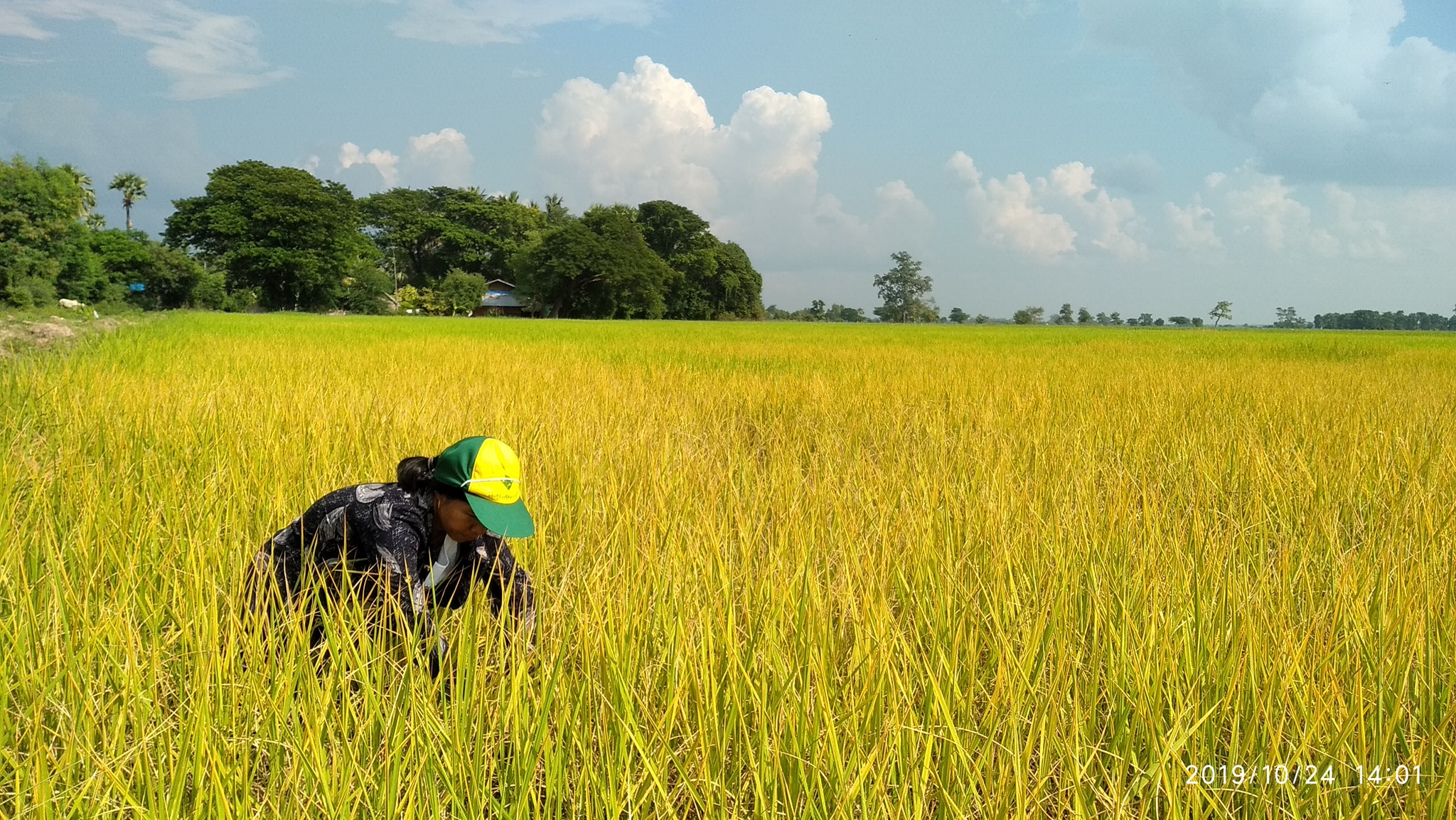 စပါးဖြုတ်ပိုးများကြောင့် ဝက်လက်မြို့နယ်တွင်  မိုးစပါးစိုက်တောင်သူများ ဆုံးရှုံးနစ်နာနေ