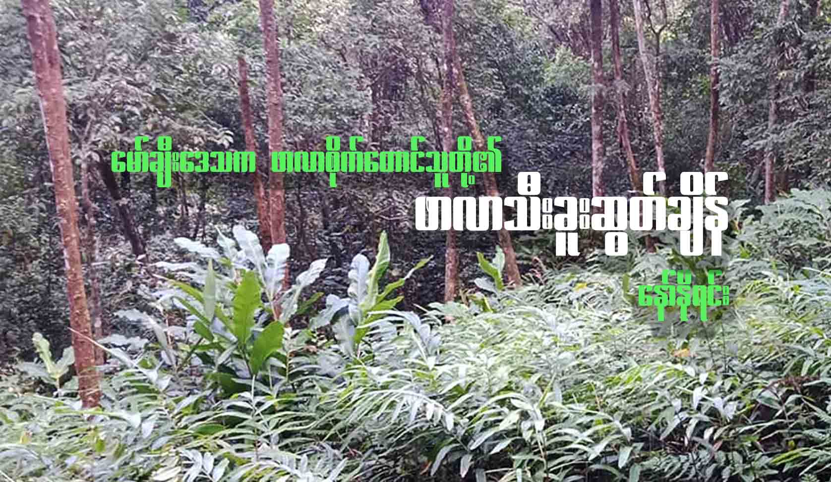 မော်ချီးဒေသက ဖာလာစိုက်တောင်သူတို့၏ ဖာလာသီး ခူးဆွတ်ချိန်