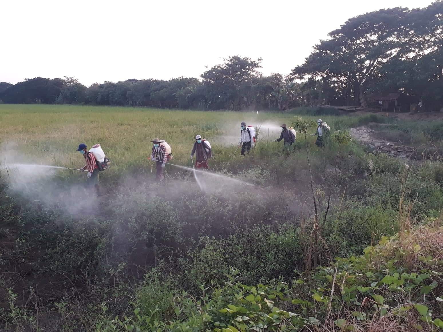ညောင်လေးပင်မြို့နယ်တွင် သီးနှံဖျက်ပိုးကျပြီး စပါးစိုက်ဧက ၅၀၀ ကျော် ပျက်စီး