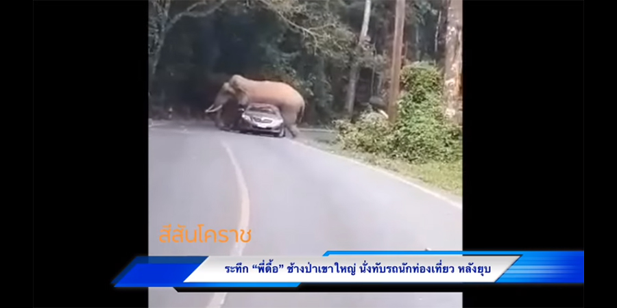 ဘေးမဲ့တောထဲ မောင်းလာသည့် ကားအမိုးပေါ်ထိုင်ချခဲ့သည့်  တောဆင်ရိုင်းကြီး (ရုပ်သံ)