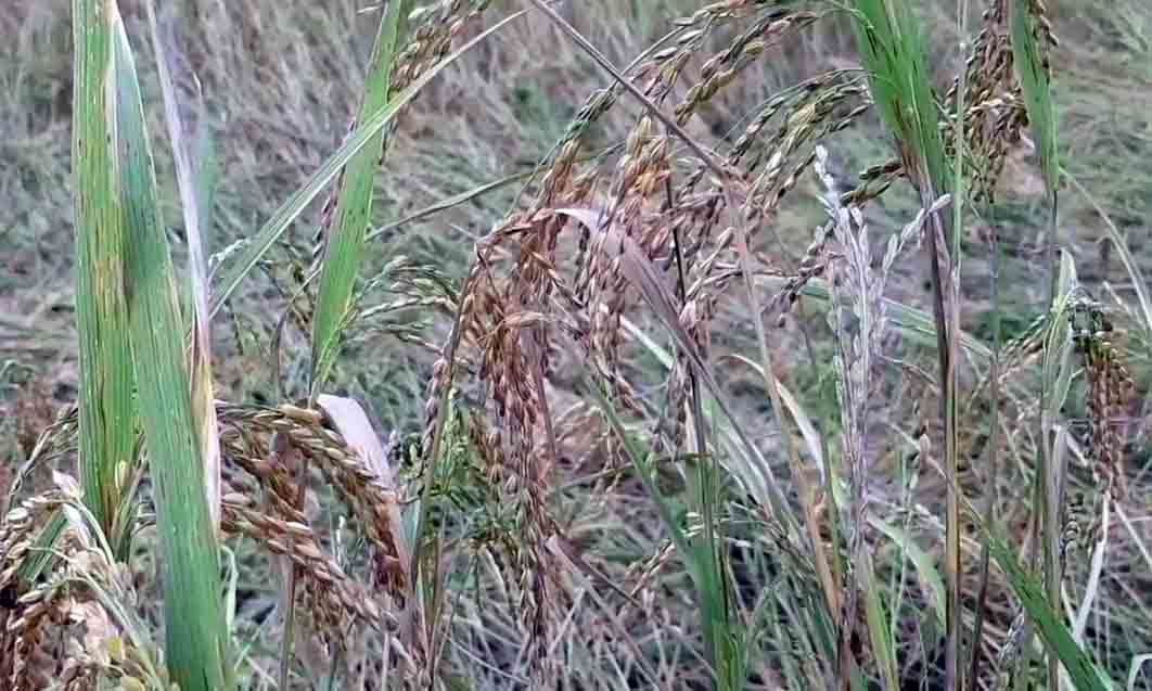 မိုးစပါးပေါ်ချိန်တွင် လယ်သမားများ အရင်းပြန်မရဘဲ အရှုံးပေါ်နေ 
