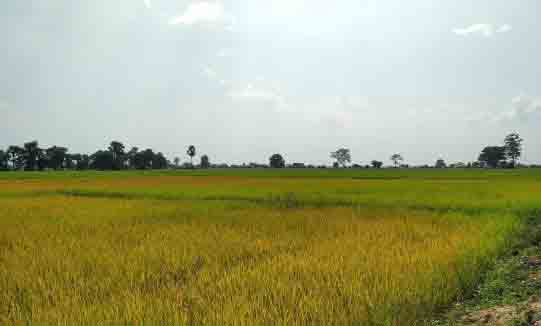 တိုက်ပွဲကြောင့် ရခိုင်တွင် လယ်ဧက ၁၂၀၀၀ ကျော် စပါးရိတ်သိမ်းရန် အခက်ကြုံ