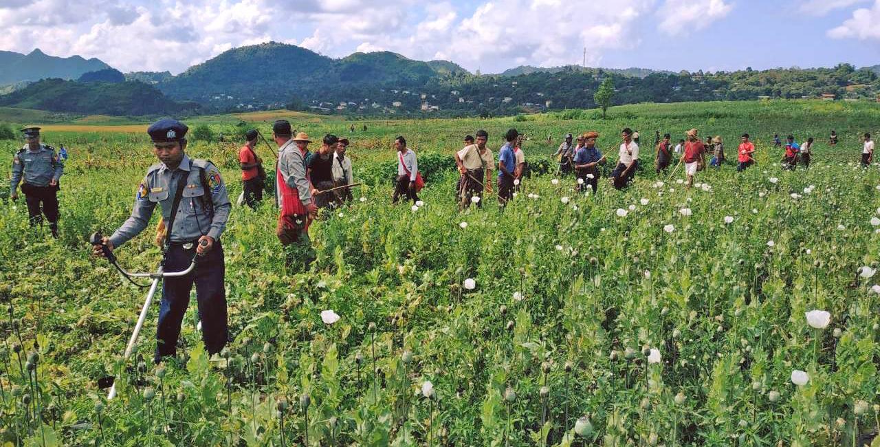 ပင်လောင်းနှင့် ဖယ်ခုံတွင် တလအတွင်း ဘိန်းစိုက်ဧက ၄၀၀ ကျော်ဖျက်ဆီး