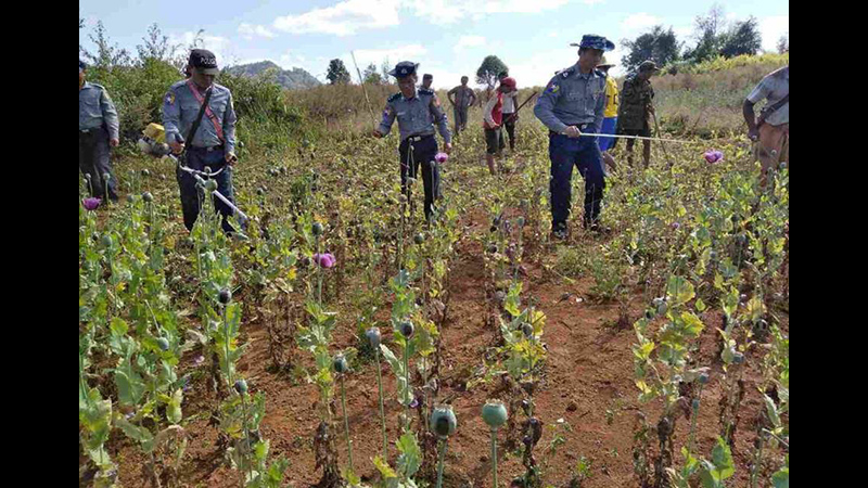 ရှမ်းနှင့် ချင်းပြည်နယ်ရှိ မြို့နယ်အချို့မှ ဘိန်းစိုက်ဧက ၁၈၀ ခန့် ဖျက်ဆီး