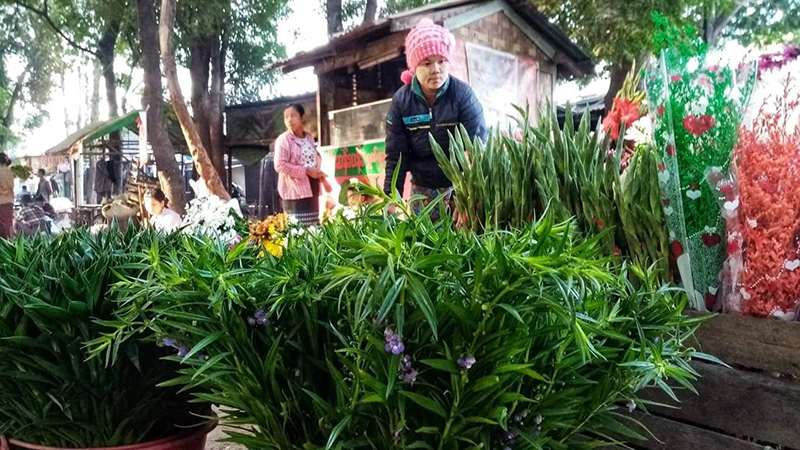ဗိဿနိုးမြို့ဟောင်းအနီးက တောင်သူများ စပါးအစား ရေမွှေးပန်းစိုက်ပျိုးမှု များလာ