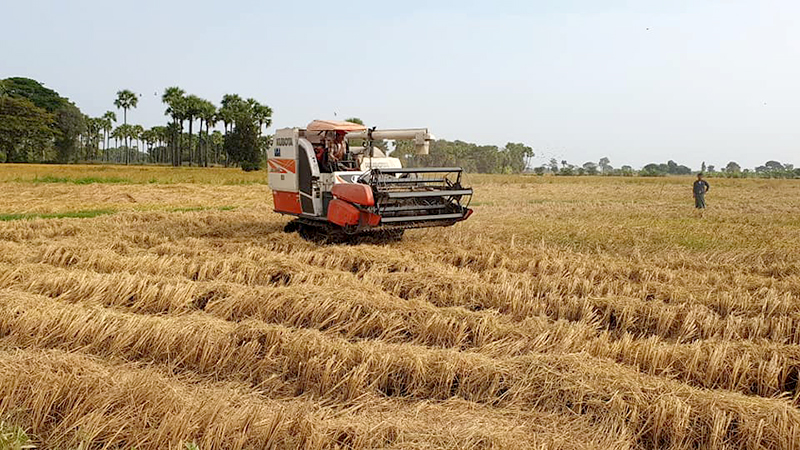 စစ်ကိုင်းတိုင်းတွင် မိုးစပါး ဖြုတ်ပိုးကျသဖြင့် စပါးအထွက်နှုန်း ထက်ဝက်ကျော်ကျဆင်း
