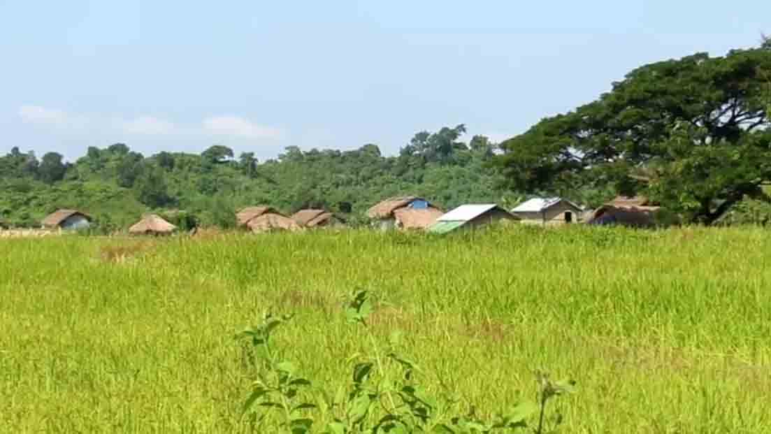 တိုက်ပွဲကြောင့် ရခိုင်ပြည်နယ်အတွင်း မိုးစပါးဧက ၁ သောင်းခွဲကျော် မရိတ်သိမ်းနိုင်သေး