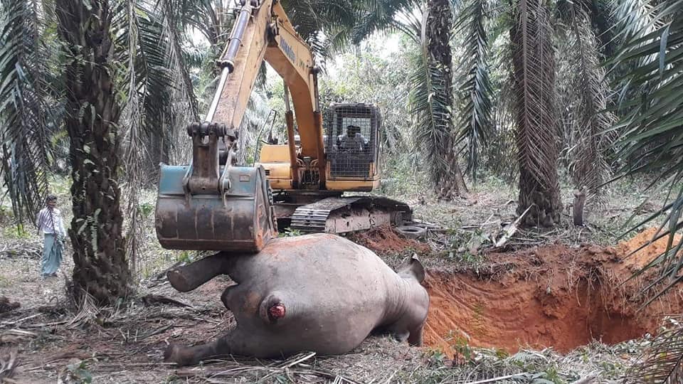 ဘုတ်ပြင်းတွင် အမြှီးဖြတ်ခံရပြီး သေဆုံးနေသည့် တောဆင်ရိုင်းတကောင် တွေ့ရှိ