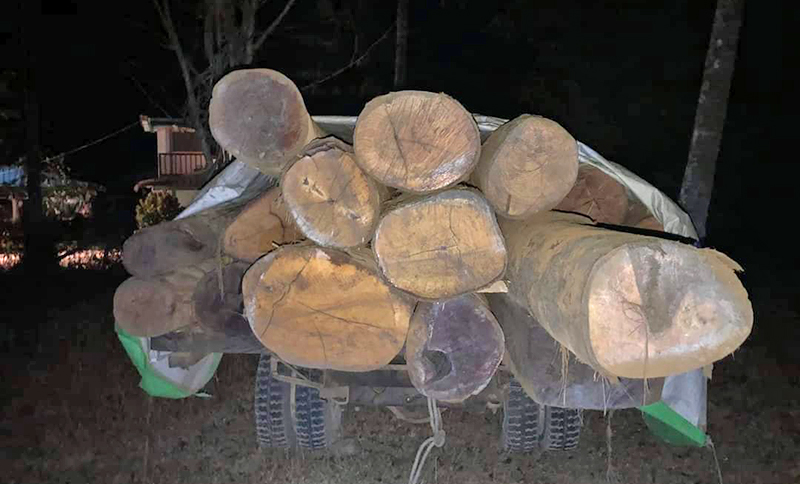 တရားမဝင် သစ်တင်ယာဉ်ကို ရွှေသောင်ယံ ဒေသခံနှင့်တာဝန်ရှိသူများ ပူးပေါင်းဖမ်းဆီး