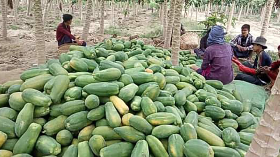 ထိုင်ဝမ်သင်္ဘောပင်စိုက် မြစ်သားတောင်သူများ ဝင်ငွေကောင်း 