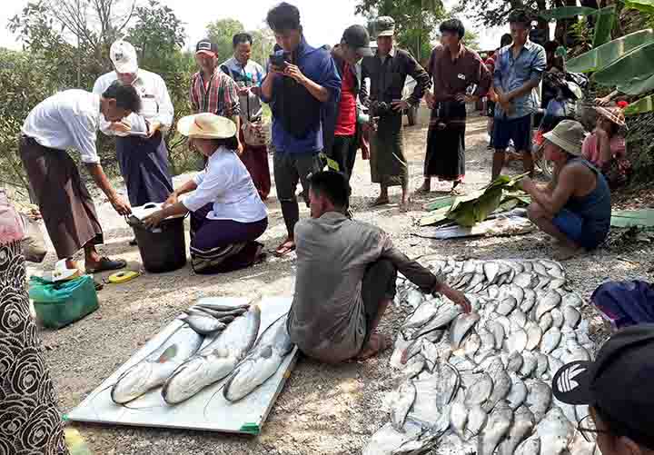 တန် ၄၀၀၀ ဘိလပ်မြေစက်ရုံအနီးက ရေကန်များတွင် ငါးများသေဆုံး