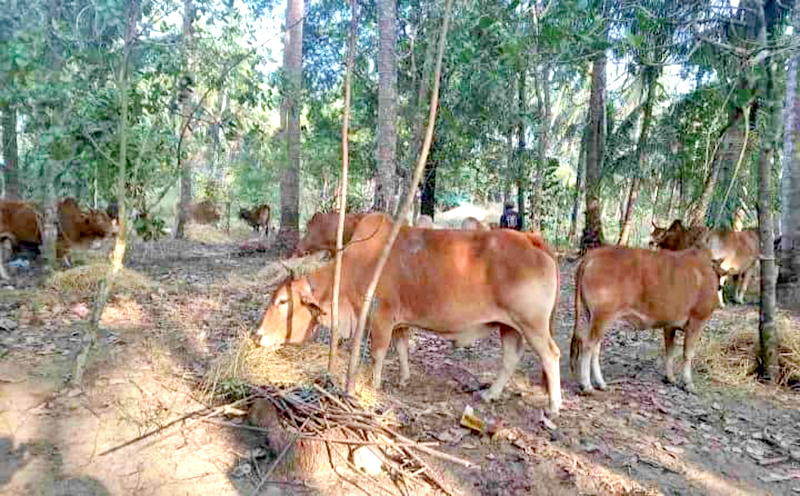 ငရုတ်ကောင်းမြို့တွင် ၄ ရက်အတွင်း ပိုင်ရှင်မဲ့ နွား ၁၈၅ ကောင် ဖမ်းမိ