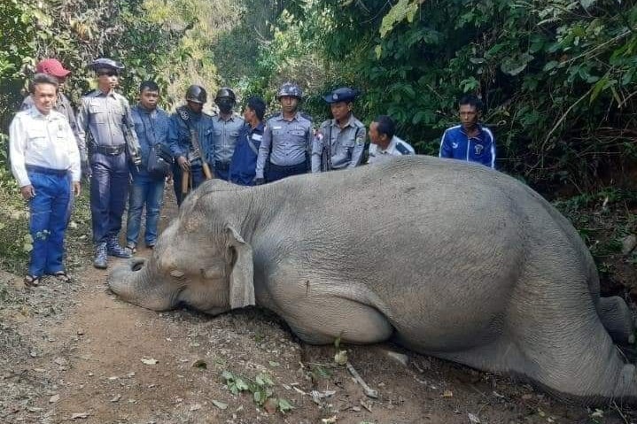 ပုသိမ်ခရိုင်တွင် ၃ ရက်အတွင်း တောဆင်ရိုင်း ၂ ကောင်သေဆုံး