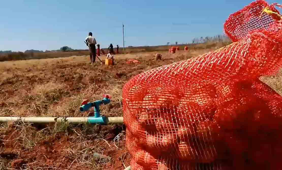 တရုတ်အာလူးကြောင့် မြန်မာအာလူးစိုက်တောင်သူများ အရှုံးပေါ်နေ 