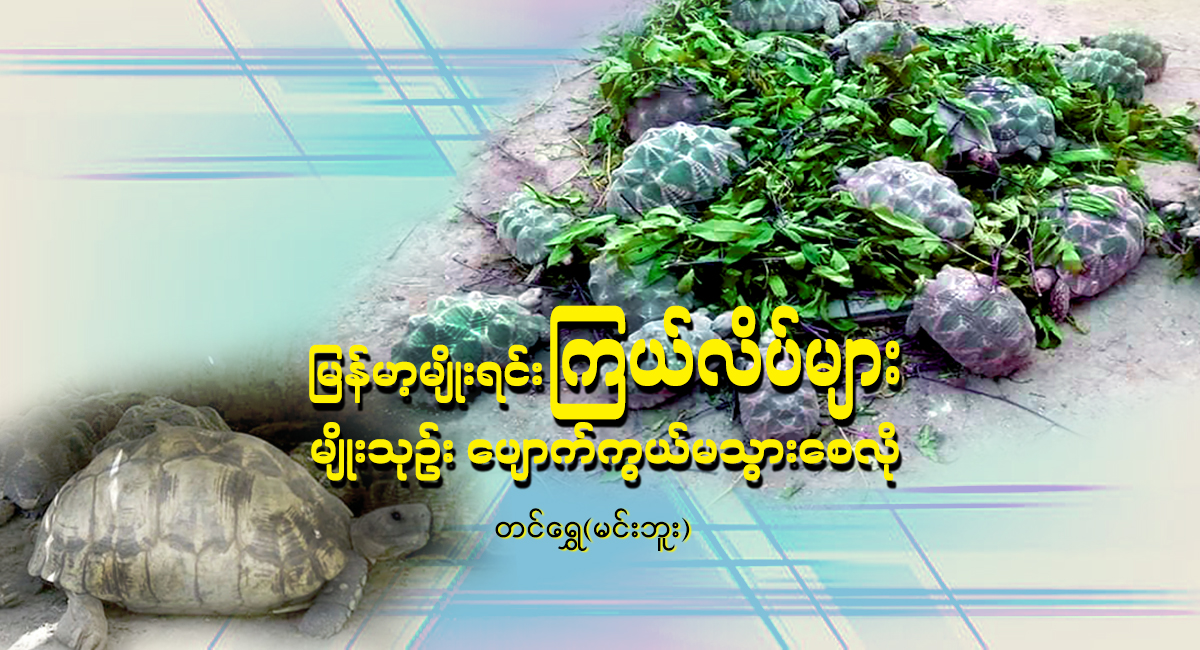 မြန်မာ့မျိုးရင်း ကြယ်လိပ်များ မျိုးသုဉ်း ပျောက်ကွယ်မသွားစေလို