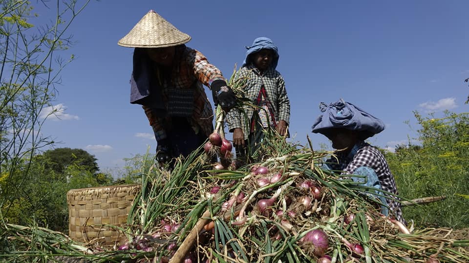 ကြက်သွန်ဈေးမြင့်တက်နေသဖြင့် ‌ကြက်သွန်စိုက်တောင်သူများ အကျိုးအမြတ်ရနေ 