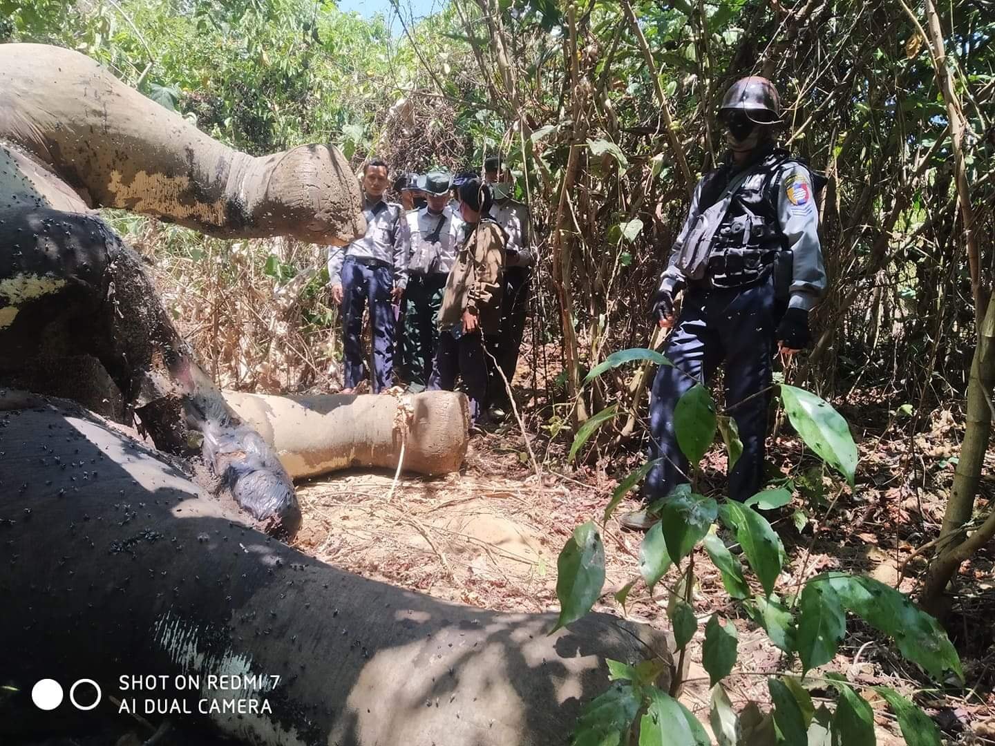 ငပုတောတွင် တောဆင်ရိုင်း ၁ ကောင်ကို ပုပ်ပွသေဆုံးလျက် တွေ့ရှိ