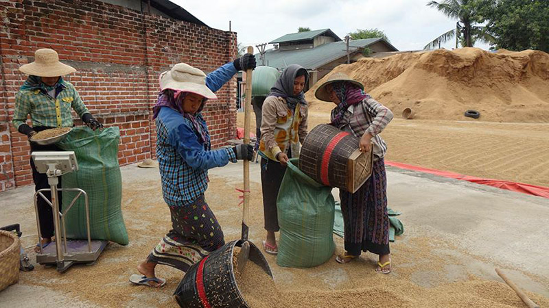 ဧရာဝတီတိုင်းတွင် အခြေခံစျေးနှုန်း ကျပ် ၅ သိန်းဖြင့် မိုးစပါးဝယ်ယူ
