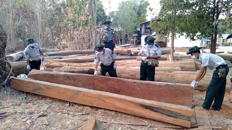 ဖြူးမြို့နယ်၌ သစ်ခွဲစက်နှင့် သစ် ၁၀ တန်ကျော် ဖမ်းမိ