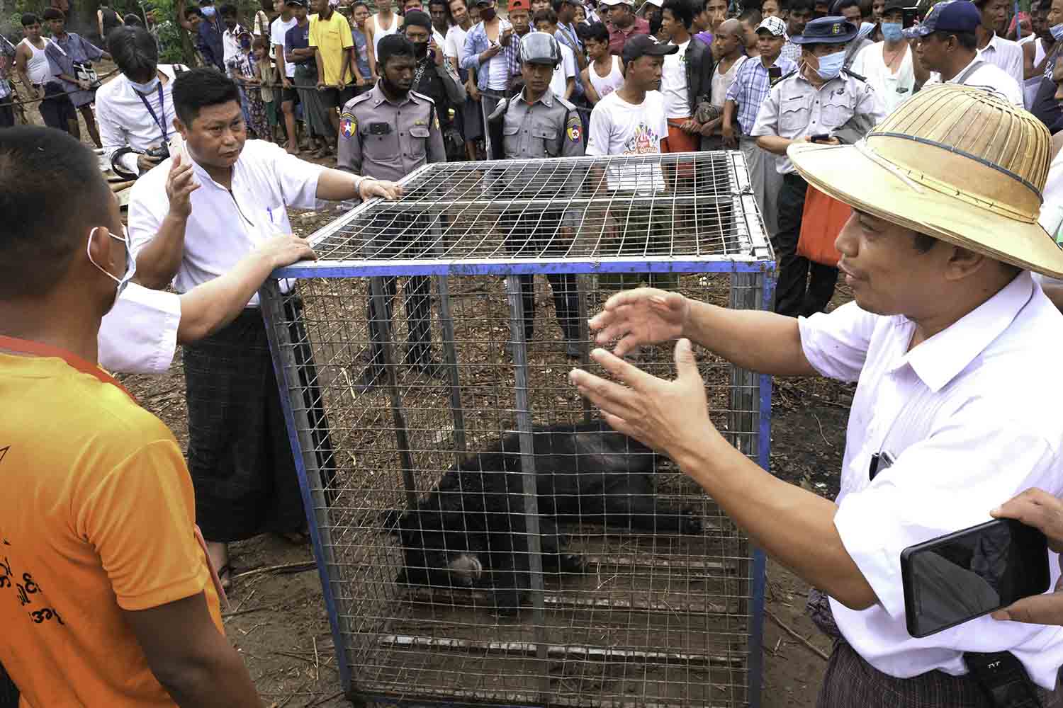 သန်လျင်မြို့အတွင်း ရောက်လာသည့် ဝက်ဝံ ၁ ကောင်ကို မေ့ဆေးသေနတ်ဖြင့် ပစ်ခတ်ဖမ်းဆီး