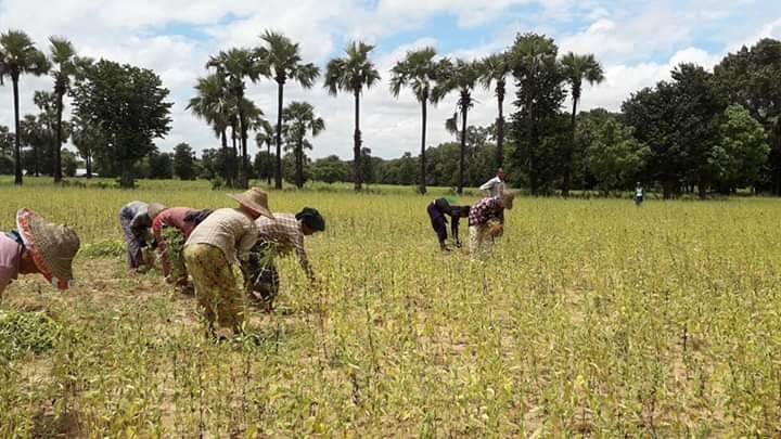 ချောက်တွင် GAP စနစ်ဖြင့် မိုးနှမ်း သုံးဆတိုး စိုက်ပျိုး