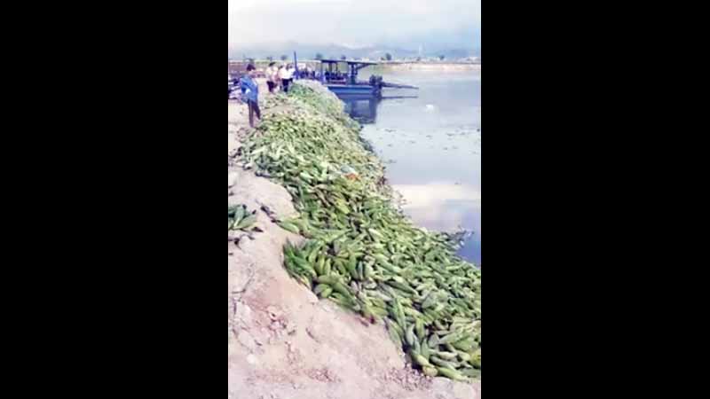 ရှမ်းပြည်နယ်ထွက် ပြောင်းဖူးများ တရုတ်ပြည်ဘက်တင်ပို့ခွင့်မရသဖြင့် အရှုံးပေါပြီး  မြစ်ထဲလွှင့်ပစ်နေ 