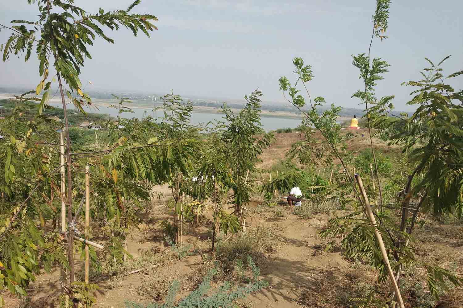 အပူချိန်စံချိန်တင်ထားသည့် ချောက်မြို့တွင် သစ်ပင် ၄၀၀၀ စိုက်ပျိုးမည်
