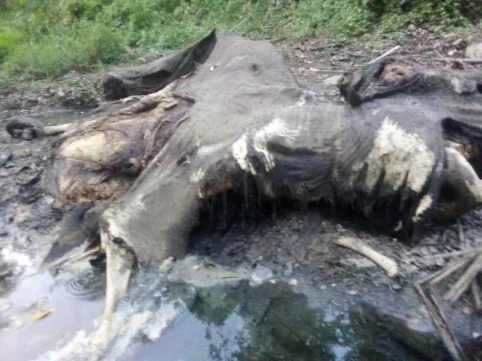 ကနီမြို့နယ်တွင် တောဆင်ရိုင်း ၁ ကောင် အသတ်ခံရ