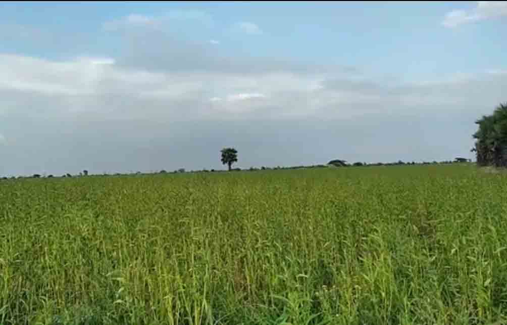 ဝက်လက်မြို့နယ်တွင် နွေနှမ်းဧက ၅၃၀၀၀ စိုက်ပျိုး