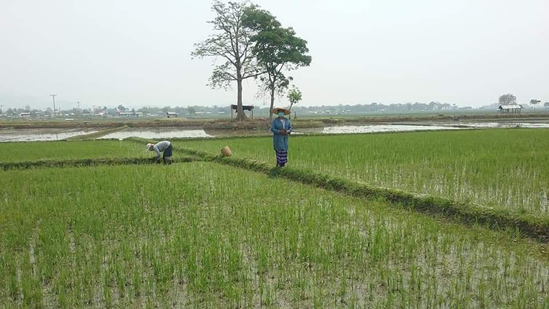 မကွေးတိုင်းတွင် မိုးရာသီစိုက်စရိတ်ချေးငွေ ကျပ် ၁၄၃ ဘီလီယံ ကျော် ထုတ်ချေးမည်