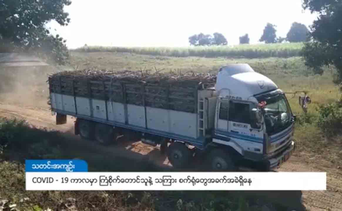 COVID-19 ကပ်ဘေးကာလတွင် ကြံစိုက်တောင်သူနှင့် သကြားစက်ရုံများ အခက်ကြုံ