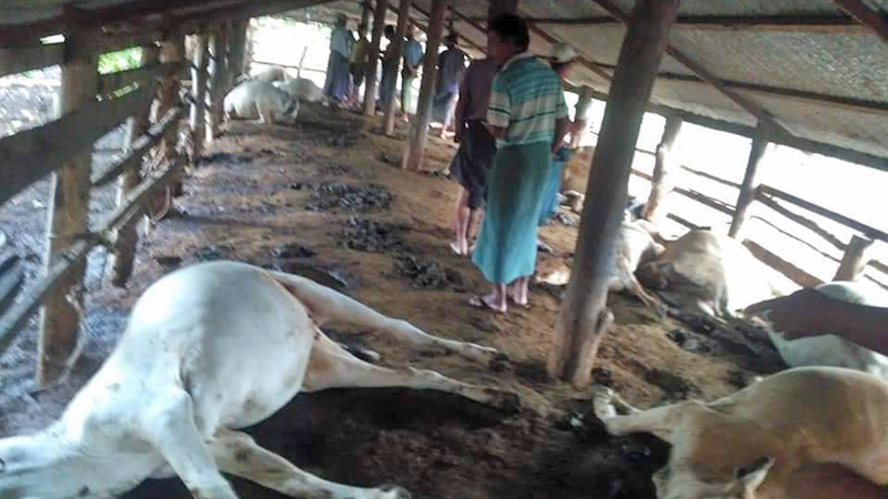 ကလေးမြို့တွင် မိုးကြိုးစက်ကွင်းမိသဖြင့် နွား ၁၉ ကောင် သေဆုံး