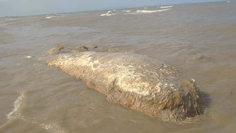 ကျောက်ကုန်းကမ်းခြေတွင် ဝေလငါး အသေ ၁ ကောင် တွေ့ရှိ 