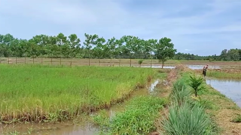 ဖျာပုံမြို့နယ်တွင် စီးပွားဖြစ် မိုးစပါး မျိုးသန့်မျိုးစေ့ ဧက ၃၀၀ ကျော် တိုးချဲ့ စိုက်ပျိုး 