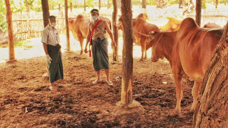 ကိုဗစ်ကပ်ဘေးကာလ ပိတ်ထားသည့် ချောက်မြို့နယ် စမ်းစုနွားပွဲဈေး ပြန်လည်ဖွင့်လှစ်